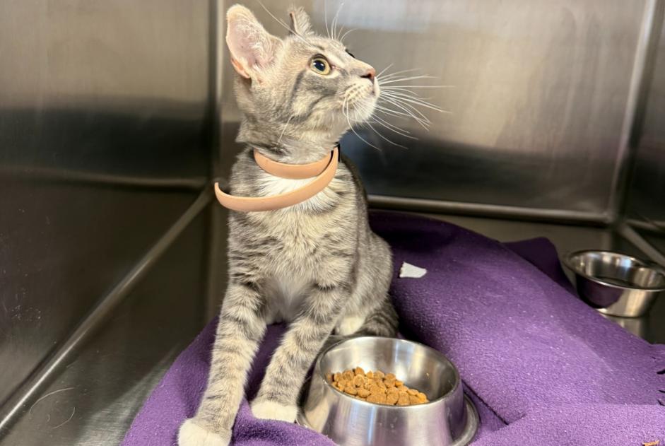 Alerte Découverte Chat  Mâle Marseille France