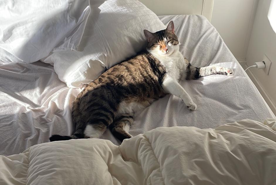 Alerte Disparition Chat  Mâle , 4 ans Chantilly France