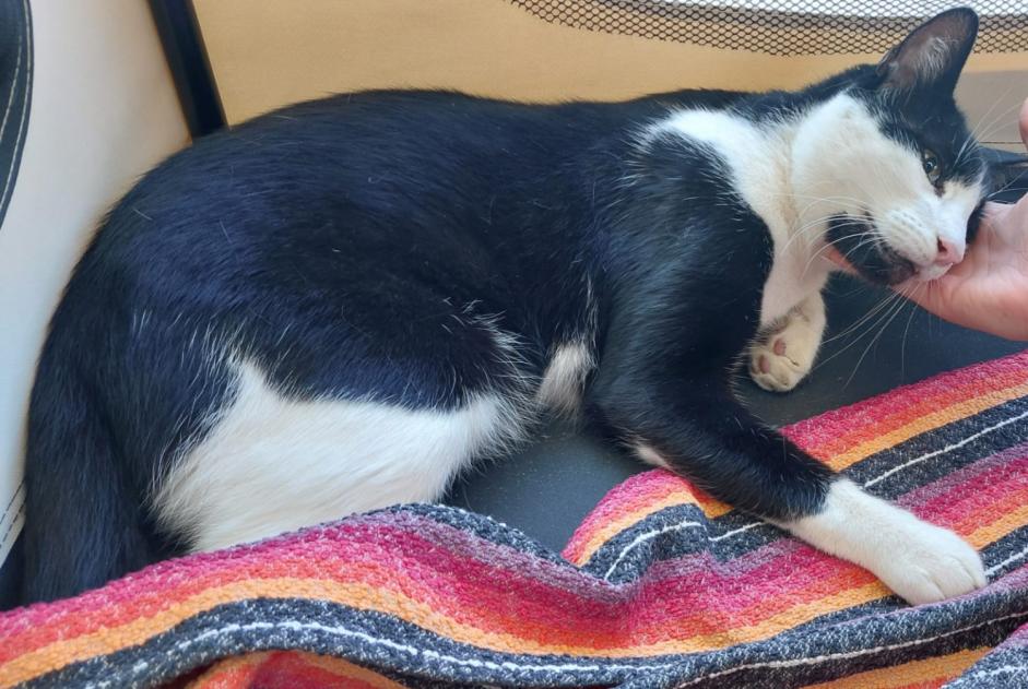 Alerte Découverte Chat Mâle Jard-sur-Mer France