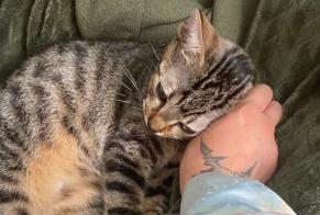 Alerte Découverte Chat Mâle Angoulême France