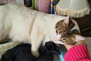 Alerte Disparition Chat  Mâle , 5 ans Servant France