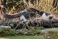 Alerte Disparition Chat croisement Femelle , 3 ans Chuelles France