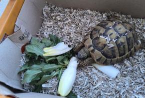 Alerte Découverte Tortue Mâle Gambais France