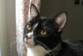 Alerte Disparition Chat croisement Mâle , 9 ans Toulouse France