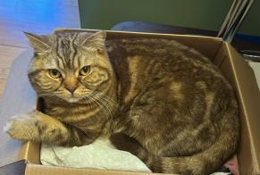 Alerte Disparition Chat  Femelle , 4 ans Beauvais France