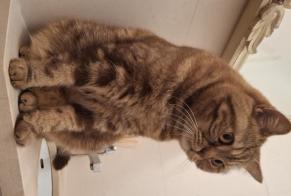 Alerte Disparition Chat  Femelle , 4 ans Beauvais France