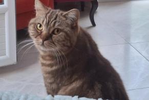 Alerte Disparition Chat  Femelle , 4 ans Beauvais France