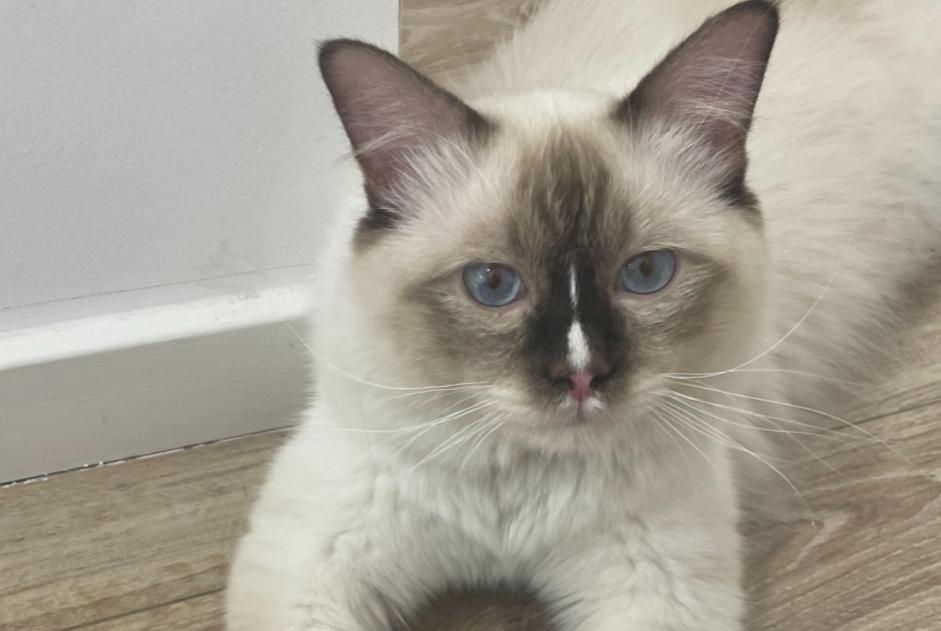 Alerte Découverte Chat  Mâle , 1 année Saint-Étienne France
