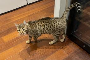Alerte Disparition Chat  Mâle , 4 ans Marseille France