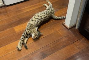 Alerte Disparition Chat  Mâle , 4 ans Marseille France