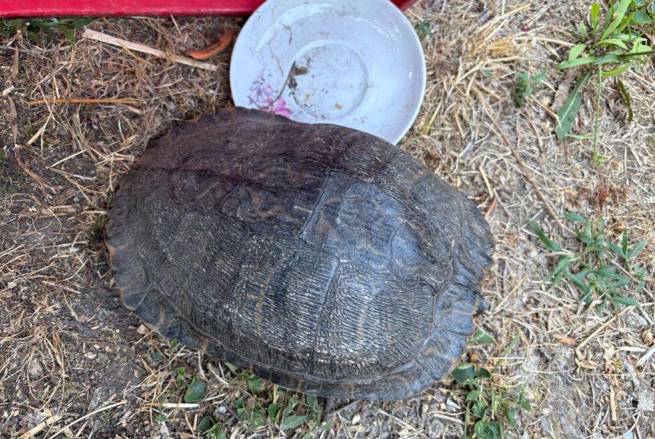 Alerte Découverte Autre Tortue  Inconnu Avignon France