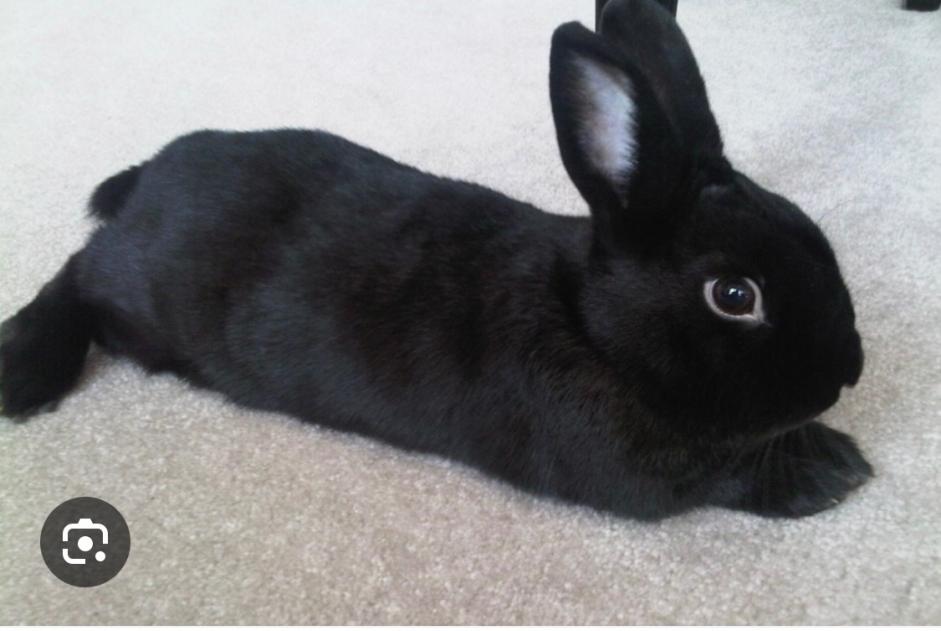 Alerte Disparition Lapin Femelle , 2026 ans Troyes France