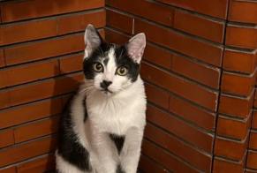 Alerte Disparition Chat Mâle , 3 ans Nantes France