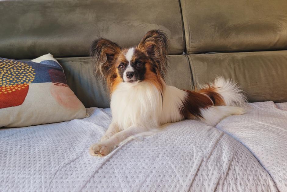 Alerte Disparition Chien  Mâle , 1 ans Moussac France