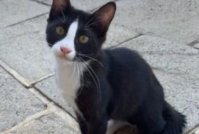 Alerte Disparition Chat Mâle , 0 ans La Roche-de-Glun France