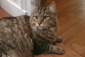 Alerte Disparition Chat croisement Mâle , 8 ans Guipry-Messac France