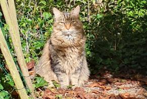 Alerte Disparition Chat croisement Mâle , 8 ans Guipry-Messac France