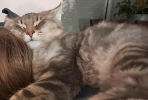 Alerte Disparition Chat  Mâle , 1 ans Marennes-Hiers-Brouage France