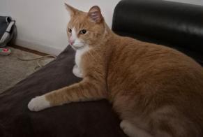 Alerte Disparition Chat croisement Mâle , 8 ans Nantes France