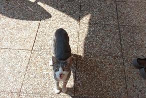 Alerte Découverte Chat Inconnu Le Perron France