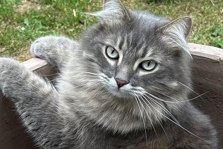 Alerte Disparition Chat croisement Mâle , 8 ans Cognac France