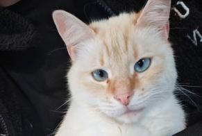 Alerte Disparition Chat  Mâle , 3 ans Cugand-la-Bernardière France