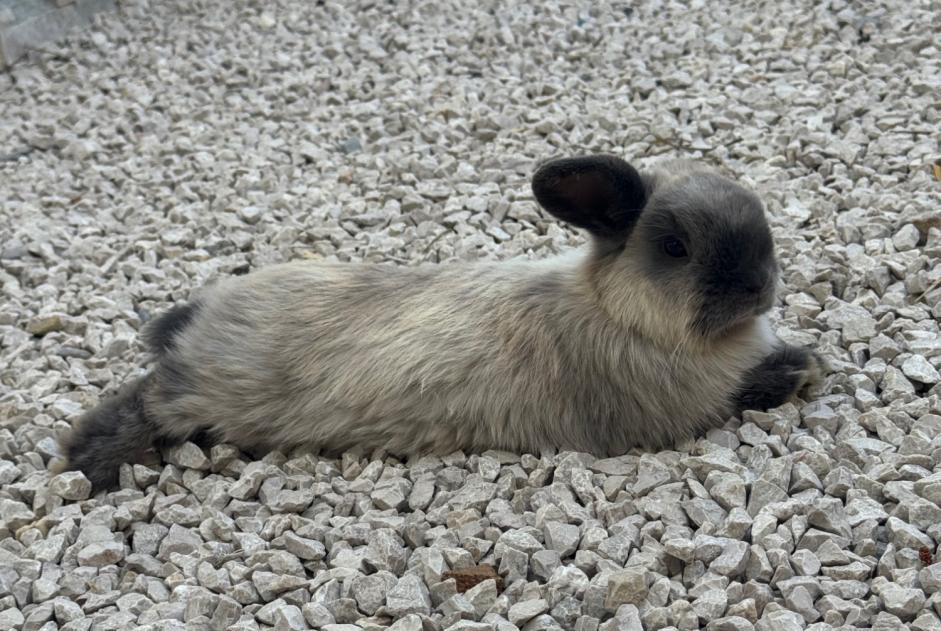 Alerte Disparition Lapin Femelle , 2026 ans Castries France