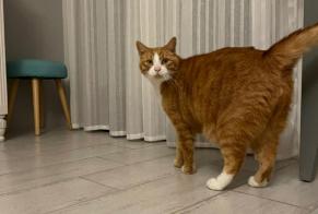 Alerte Disparition Chat Mâle , 9 ans Soignolles-en-Brie France