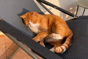 Alerte Disparition Chat Mâle , 9 ans Soignolles-en-Brie France