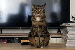 Alerte Disparition Chat Mâle , 6 ans Brain-sur-Allonnes France