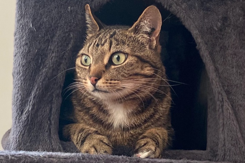 Alerte Disparition Chat Mâle , 6 ans Brain-sur-Allonnes France