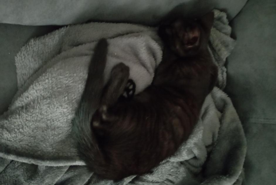 Alerte Découverte Chat Mâle , Entre 1 et 3 mois Mignaloux-Beauvoir France