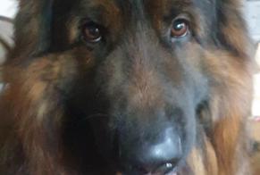 Alerte Disparition Chien  Mâle , 4 ans Carnoules France
