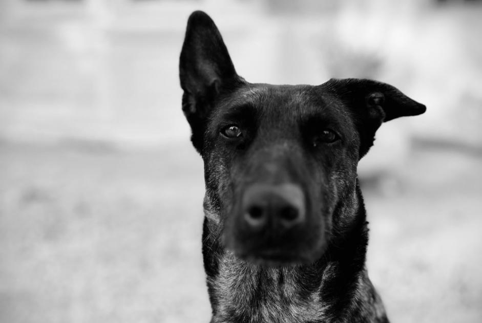 Alerte Disparition Chien  Femelle , 6 ans Longueville France