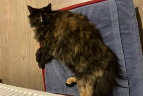 Alerte Disparition Chat  Femelle , 5 ans Herbitzheim France