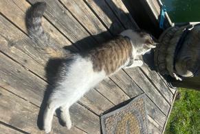 Alerte Disparition Chat Mâle , 3 ans Saze France