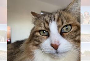 Alerte Disparition Chat croisement Mâle , 9 ans Ginai France