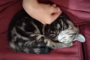 Alerte Disparition Chat Femelle , 0 ans Turenne France