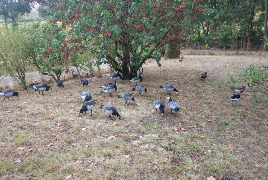 Alerte Disparition Oiseau Femelle , 2026 ans Larroque-Saint-Sernin France