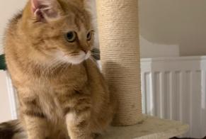 Alerte Disparition Chat  Femelle , 1 ans La Chapelle-Bayvel France