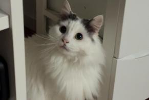Alerte Disparition Chat Mâle , 6 ans Saint-Étienne-du-Bois France