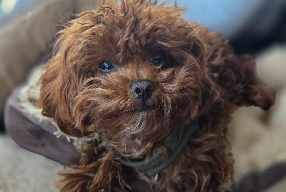 Alerte Disparition Chien croisement Femelle , 1 ans Lormaison France