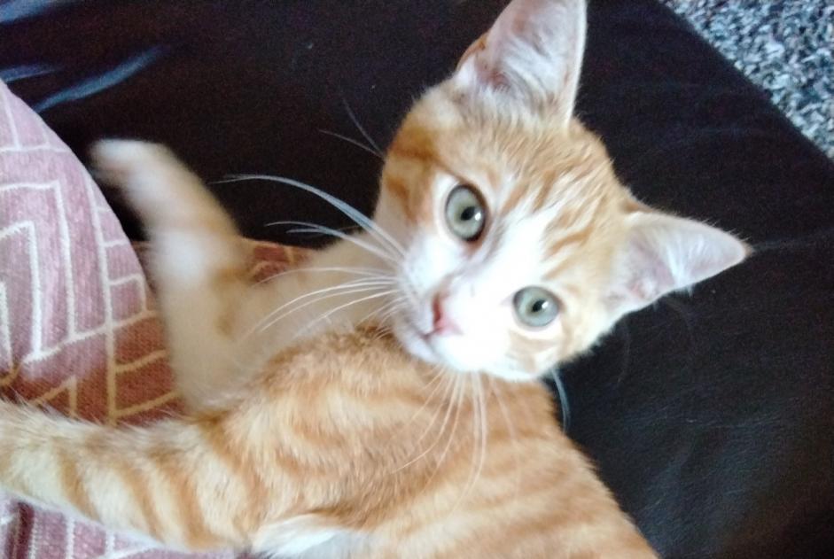 Alerte Découverte Chat Mâle Saulges France