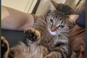 Alerte Disparition Chat Femelle , 4 ans Ussel France