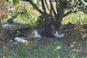 Alerte Disparition Chat  Mâle , 1 ans Pléhédel France