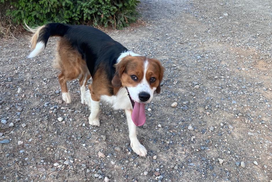 Alerte Découverte Chien croisement Mâle Fabrezan France