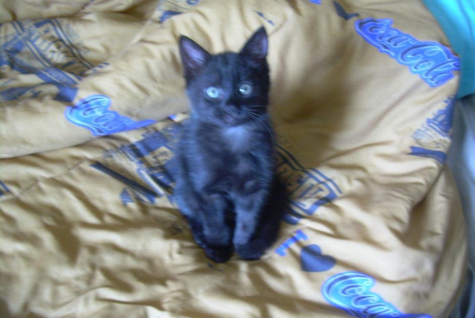 Alerte Disparition Chat Femelle , 5 ans Nantes France