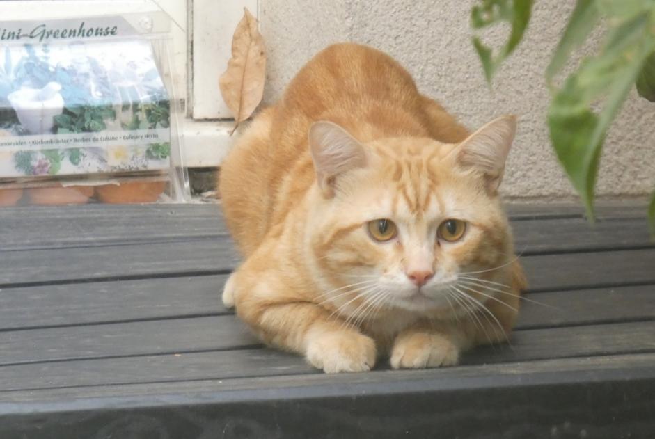 Alerte Découverte Chat Mâle Paris France