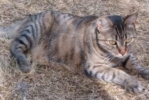 Alerte Découverte Chat Femelle Châtellerault France