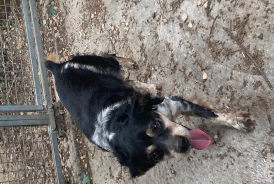 Alerte Découverte Chien  Mâle Puymoyen France